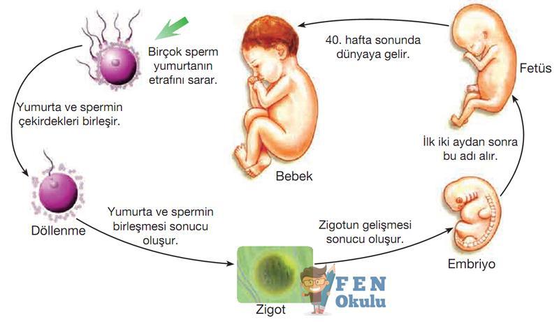 8.1.5. Ergenlik ve Sağlık Konu/Kavramlar: Çocukluktan ergenliğe geçiş, ergenlik sağlığı 8.1.5.1. Çocukluktan ergenliğe geçişte oluşan bedensel ve ruhsal değişimleri tartışır. 8.1.5.2.