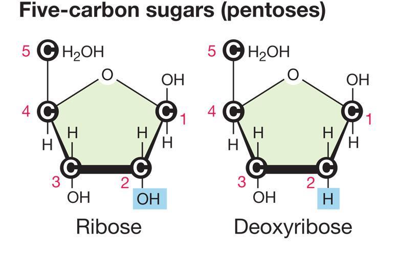 4.1 Nükleik asitler RNA şeker olarak riboz içerir.
