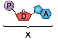 DNA ve GENETİK KOD-2 7. Aşağıda DNA ile ilgili X yapısı gösterilmiştir. 8. SINIF 2 FEN BİLİMLERİ TEST 10. Aşağıda DNA molekülünün bir bölümü verilmiştir Buna göre, I.