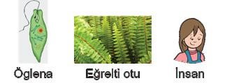 A) Nükleotit sayıları B) Nükleotit çeşidi sayısı C) Fosfat molekülü sayısı D) Adenin nükleotidi sayısı Bu yapılar kullanılarak şekildeki gibi bir nükleotit yapılmıştır. 4.