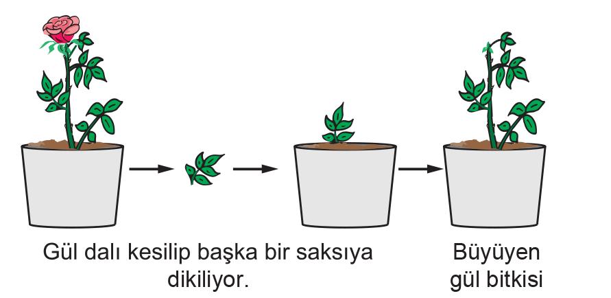 B) I ve III. Şekilde verilen mitoz evrelerinin doğru sıralanışı aşağıdakilerden hangisidir? A) II - I - III - IV B) II - III - I - IV C) IV - II - III - I D) IV - III - II - I 5. I. Mitoz bölünme sonucunda 2 yeni hücre oluşur.