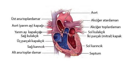 *Aortun çıkış yerinden ayrılan küçük damarlar miyokard tabakasında kılcallara ayrılır. Kalbi besleyen bu damarlara Koroner damar denir. *Kalp odacıklarının içindeki kanla beslenmez.
