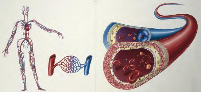 KAN DAMARLARININ YAPISI Atardamar (kırmızı renkli), toplardamar (mavi renkli) ve kılcal damarlardan (iki damar arasındaki) oluşan damar ağı tüm vücudu sararak dolaşımı sağlar.
