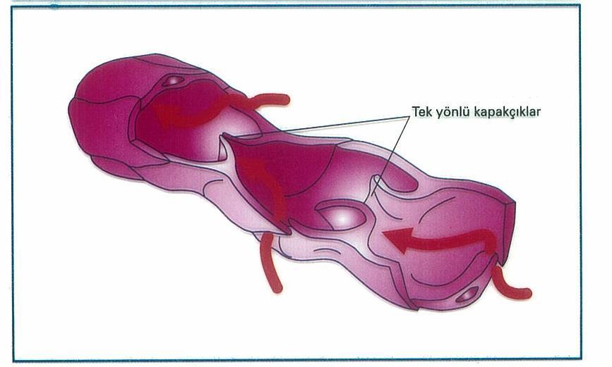 *Lenf damarları, doku sıvısının fazlasını toplayıp tekrar kan dolaşımına katılmasını sağlar. *Lenf damarları akyuvarları toplar.