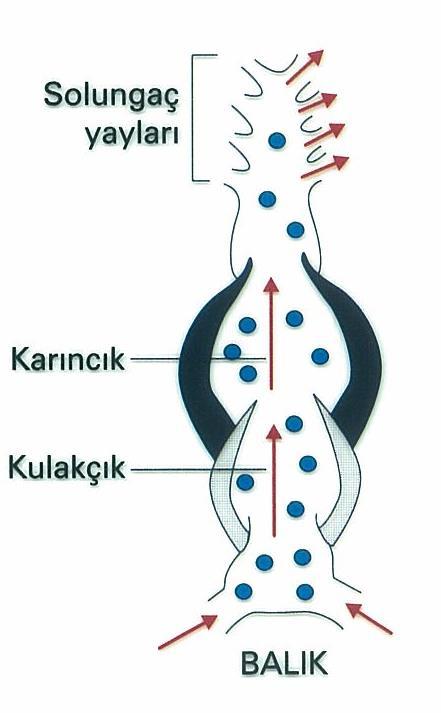 OMURGALILARDA DOLAŞIM SİSTEMİ Tümünde kapalı dolaşım sistemi vardır.