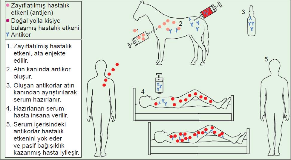 1.SERUM İLE KAZANILAN PASİF BAĞIŞIKLIK *Hazır antikorlar bireye serum ile verilir. *Serum at ve sığır gibi hayvanların kanından elde edilir.