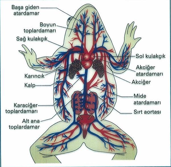 SÜRÜNGENLER Aort Akciğer atardamarı