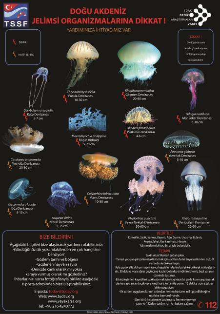 Posteri Doğu Akdeniz sahillerinde görülen zehirli jelimsi organizmalarının (çoğunlukla denizanalarının) olası tehlikelerinin farkında olmak ve bu