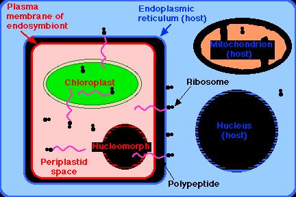 Cryptomonad hücre /konak (mavi) ve endosimbiont kısımlar (kırmızı)