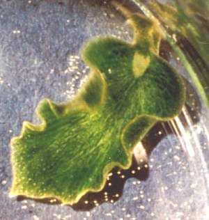 Elysia chlorotica Aktif kloroplastlı yeşil alg (Vaucheria). Kloroplastlar 8 ay aktif kalır. Rumpho, M.E., Summer, E.