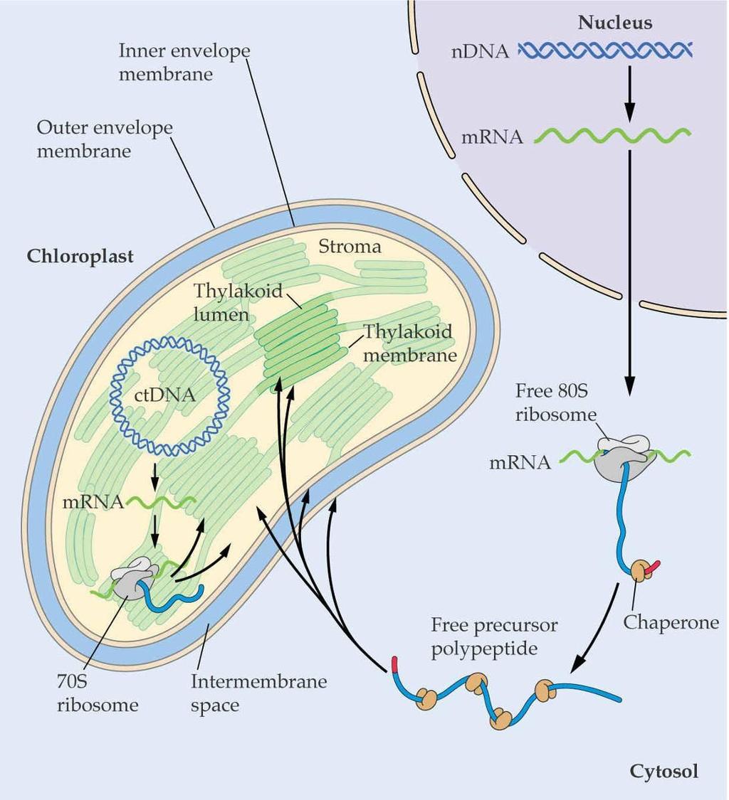 Kloroplast proteinleri nukleus