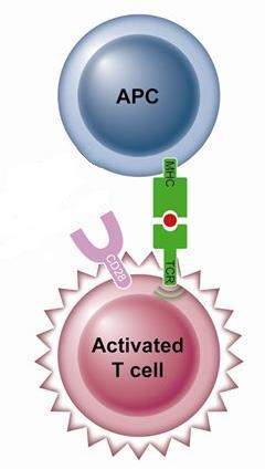 Artritojenik Peptid Hipotezi Tissue Antigens 2002 60:299-308 1. HLA-B27 nin bilinen tek fonksiyonu CD8+ T hücrelerine antijen sunumu. 2. TCR B27 kompleksi immun yanıt için gerekli.