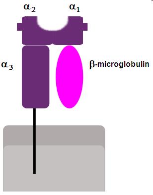 Patogenez: HLA-B27 nin rolü HLA-B27, HLA sınıf I