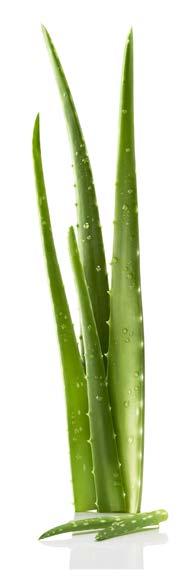 Aloe Vera Yüz Bakım ve Temizleme ürünleri yumuşak ve hafif yapısıyla özellikle