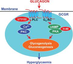 Hepatositlerde Glukagon Reseptörü Aktivasyonu G protein ile eşleştirilmiş