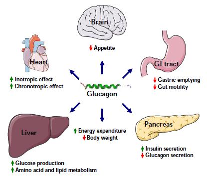 Farmokolojik Düzeyde Glukagon un Organ