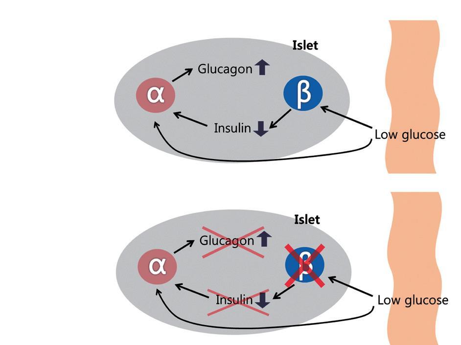 T2DM da Glukagon Disregulasyonu NORMAL