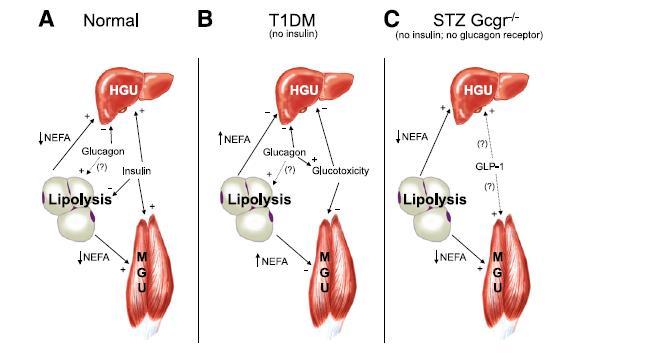 Diyabet Patolojisinde Glukagon un Rolü Glukagon Rs İns Rs- Açlık Yağ asiti GLP 1 KC ve Kas Glukoz alımı Tip 1 Diyabet KC ve Kas Glukoz