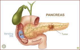 Glukagon Antogonistleri ile İlgili Alfa hücre HİPERPLAZİSİ.? Tedavide Çekinceler Glukagon HİPERSEKRESYONU (kompanzatuar).