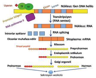 Glukagon un Sentez Aşamaları α hücresi β-hücresi Preproglukagon ön geni Preproinsülin ön geninin geçtiği aşamalar BENZER SALINIM: α hücresi β hücresine BENZER