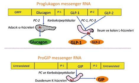 Glukagon un Oluşumu Adacıkta Proglukagon Glukagon (29aa peptid) L hücreleri Proglukagon GLP1-2 K hücreleri Preproglukagon Pre GİP ve sonra GIP Pek S, Adacık Fonksiyonları ve