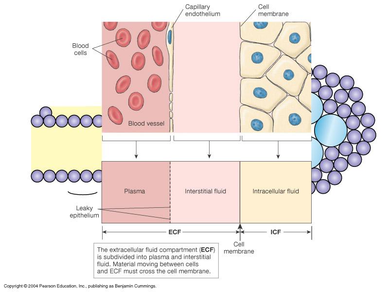 Kapiller endoteli Hücre zarı Kan hücreleri Kan damarı