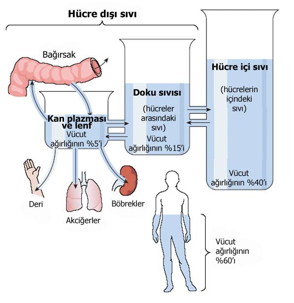 Vücut sıvı bölmelerinin nisbi miktarları ve