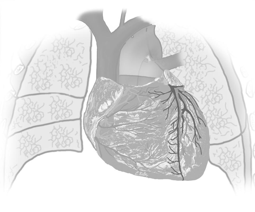 8 Arteria coronaria dextra