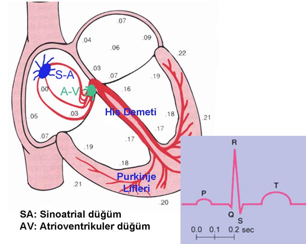 Kalbin İleti Sistemi (Aksiyon potansiyelini oluşturan ve ileten hücreler)