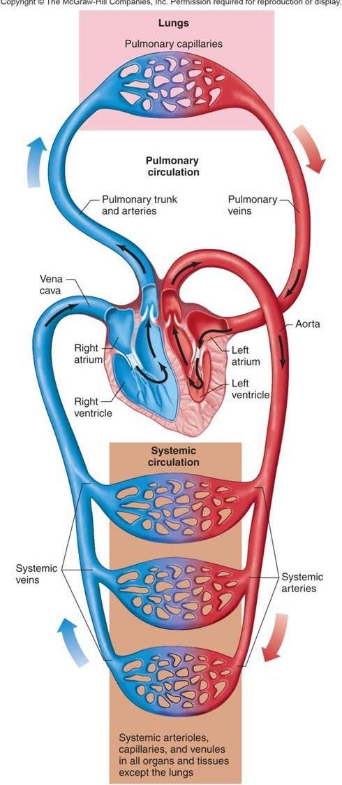 Sisteme Genel Bakış Dolaşım sisteminde iki devre vardır: Sistemik ve pulmoner(akciğer).
