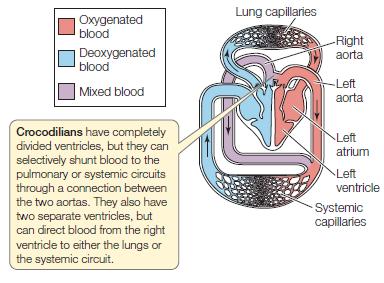 Oksijence zengin kan Oksijence fakir kan Karışık kan Akciğer kılcalları Sağ aort Sol aort Sol kulakçık Karıncıklar tamamen ayrıdır