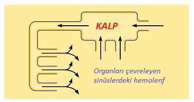 DOLAŞIM SİSTEMLERİ Tüm büyük ve hareketli hayvanların hücreleri hücre dışı sıvı tarafından desteklenir.