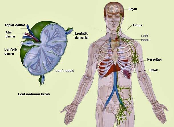 LENF SİSTEMİ 3. Lenf düğümleri Bademcikler, dalak, timüs bezi lenf düğümleridir.