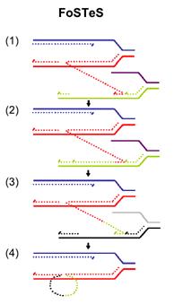 Şekil 6. Genomik yeniden düzenlenme mekanizması. FosTes (Replikasyon çatalının arızalanması ve kalıbın ayrılması, Fork Stalling and Template Switching).
