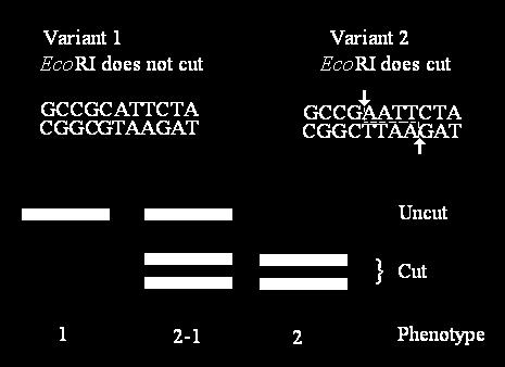1. RFLP (RESTRİKSİYON PARÇA UZUNLUK POLİMORFİZMİ) ANALİZİ Genomdaki tek baz değişikliklerini belirlemeye yarayan bir tekniktir.