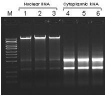 3. BAKTERİ TRANSFORMASYONU Transformasyon, dış kaynaklı DNA nın hücre tarafından içeri alınması ve genoma entegre edilmesi olayıdır.