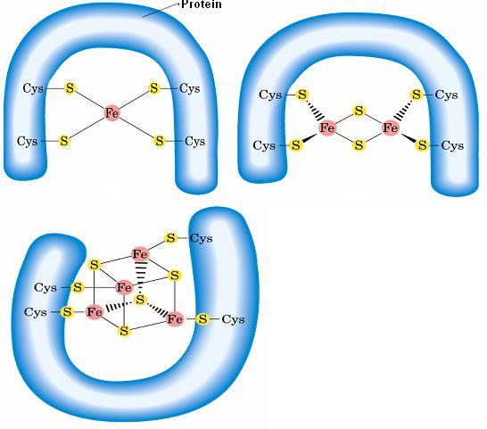 Demir-Sülfür Proteinleri: Demir-sülfür proteinlerinde Fe, proteinlerdeki sistein amino asitinin S atomu ile çevrelenmiştir.