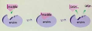 Şekil 2.1. Enzim ile madde arasındaki tepkimenin şematik görünümü.