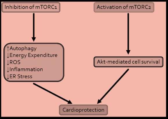 mtor inhibitörleri ve kardiyoproteksiyon mtorc1 in