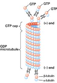 GTP, β tubuline bağlanır.