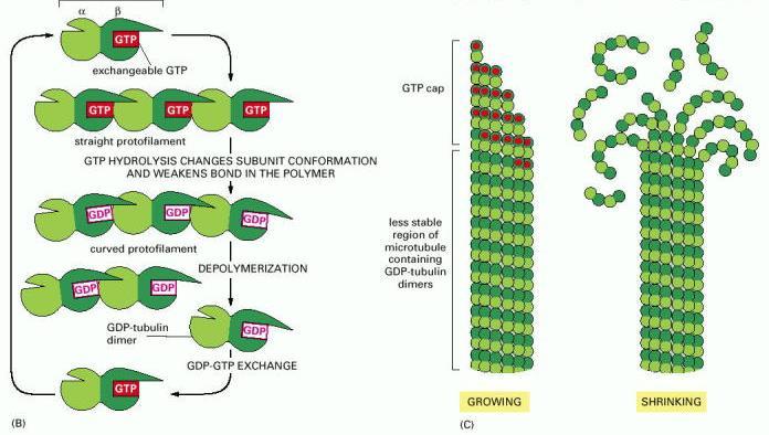 Uzayan mikrotubul GTP β tubulin, depolimerize olan GDP β tubulin bağlıdır.