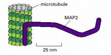 MAP Mikrotübül kenarları boyunca bağlanır, mikrotübül yapılarının dağılmalarına karşı kararlı hale getirir. Yüksek molekül ağırlıklı proteinler (MAP) MW: 200.000-3000.