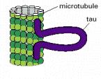Tau Sinir hücrelerinin aksonlarında Mikrotubul yapısı tau proteinleri ile stabilize edilmektedir Akson boyunca mikrotubul yapısının düzgün olarak korunması sinirsel uyarım