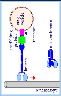 Kinesin motor proteini İki ağır ve iki hafif zincirden oluşur Ağır zincirler molekülün globuler yapıdaki baş kısmını oluşturur Hafif zincirler
