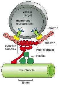 Dinein motor proteini Sitozolik ve aksonemal olmak üzere iki gruba ayrılırlar Sitozolik dineinler organel