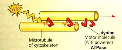 Aksonemal dinein Sil ve flagella yapısında bulunur