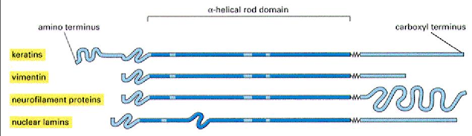 a-helikal domain Amino termal uç karboksi termainal uç Keratinler Vimentin Nörofilaman proteinleri