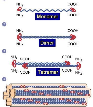 İki monomer sarmalleşerek Dimerleri, İki Dimer bir araya gelerek Tetramerleri, İki Tetramer bir araya gelerek