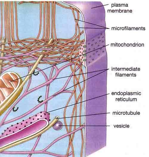 Mikrotubul ve mikroflamanlardan farklı