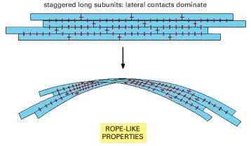 AÇF ler bir kafes gibi bir araya gelerek DNA nın korunmasını, sitozolde güçlü kablolar gibi yapılar oluşturarak epitel hücrelerinin bir arada